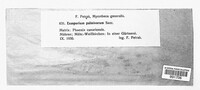 Stigmina palmivora image